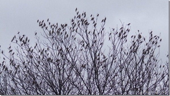 arbol_cargado_pajaros-595x333