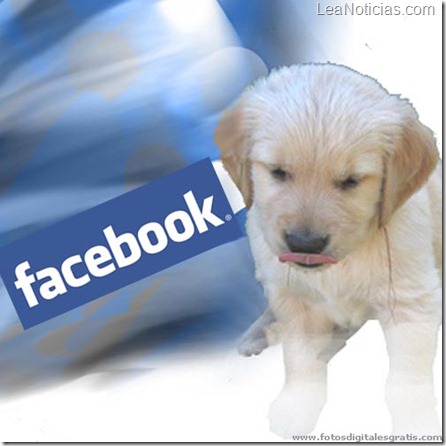 Perro-Facebook-FDG