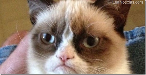 gato 2012