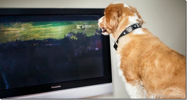 dogtv-660x350