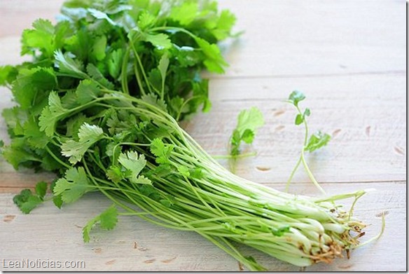 ¿para Qué Sirve El Cilantro ¡descubre Todas Sus Increíbles Propiedades