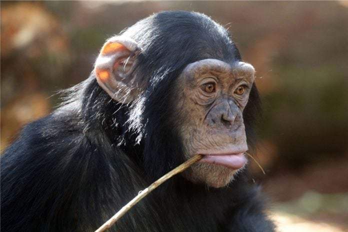¿El planeta de los simios? Una nueva cultura de chimpancés ha sido descubierta
